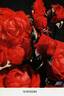 Floradora rose photo