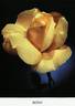 Québec rose photo