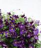 Viola clematis photo