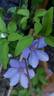 Delightful Scent clematis photo