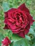 Geduldsfaden rose photo