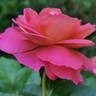 Luftschlange rose photo