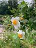 R. phoenicia rose photo