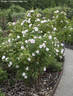 Martin Frobisher rose photo