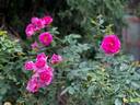 New Hampshire Statehouse rose photo