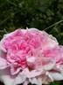 Ipsilanti rose photo