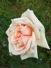 Comtesse de Noghera rose photo