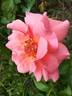 Duquesa de Peñaranda rose photo