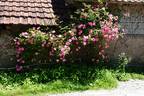 Roville ® rose photo