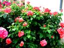 Silver Jubilee ® rose photo