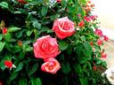 Silver Jubilee ® rose photo
