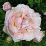 Schönberg rose photo
