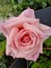 VISpablue rose photo