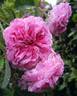 Duc de Cambridge rose photo