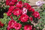 Orava rose photo