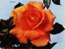 Bettina ® rose photo