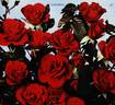 Concerto rose photo