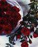 Perla de Alcanada rose photo