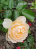 Lynne de Fontvive rose photo