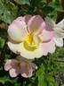RADpastel rose photo