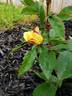 RADpastel rose photo