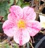 The Imposter rose photo