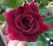 Black Beauty ® rose photo
