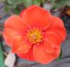 Halo Today rose photo