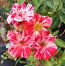 Raspberry Swirl rose photo