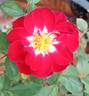 Nickelodeon rose photo