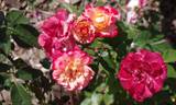 Choprom rose photo