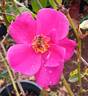 Gentle Annie rose photo