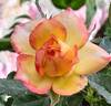 Jennie Anne rose photo