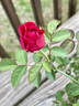 GOBJOCD1 rose photo
