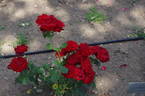 Orava rose photo