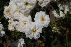 Ave Maria rose photo