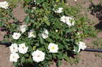 Arboretum Borová Hora rose photo