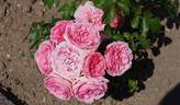 Kimono ® rose photo
