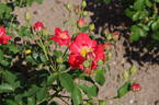 Orange Sensation ® rose photo