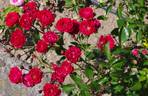 Red Triumph rose photo