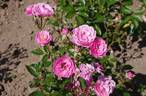 Elizabeth Hassefras rose photo