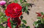 Lea rose photo
