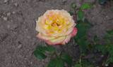 Peer Gynt rose photo