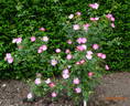 Flora McIvor rose photo