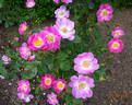Flora McIvor rose photo