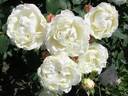 Splendid rose photo