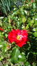 KO 92/2496-02 rose photo