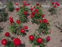 Lovita rose photo