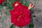 Lovita rose photo