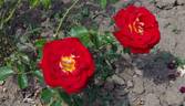 Lovita rose photo